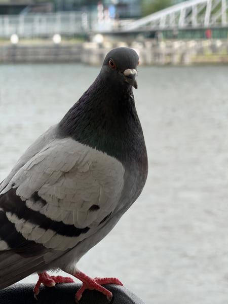 A close-up shot captures a pigeon standing prominently, with its grey, black, and white feathers clearly visible